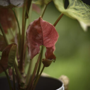 syngonium-strawberry-ice