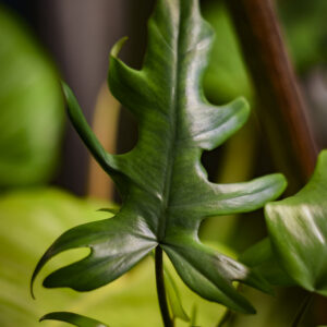 philodendron-radiatum