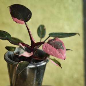 Philodendron Pink Princess philodendron-pink-princess