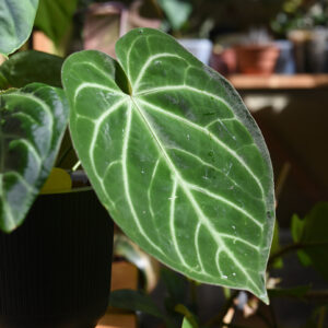 DSC_7932 anthurium-eureka-crystallinum-regale