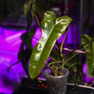 DSC_8077 philodendron-hybrid