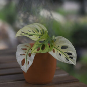 monstera-adansonii-archipelago-ghost Monstera adansonii 'Archipelago Ghost'