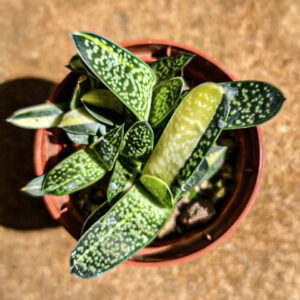 gasteria-minima-f.-variegata gasteria-minima-f.-variegata