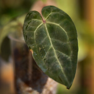 anthurium-aos-crystallinum-xaos Anthurium (AOS x crystallinum) x AOS