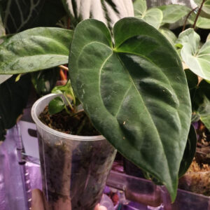 anthurium-hoffmanii-xBlackVelvet-AOS1 anthurium-hoffmanii- xBlackVelvet-AOS)