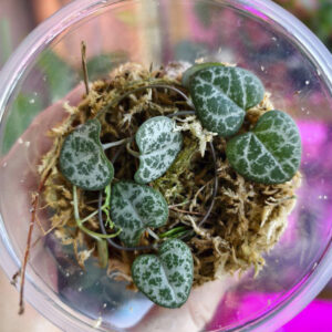 ceropegia-woodii-1 Ceropegia woodii