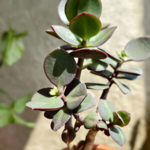 crassula-bonsai-tree-3 Crassula ovata 'Variegata' (bonsai)