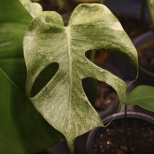 monstera-deliciosa-thai-constellation-platinum-1 monstera-deliciosa-thai-constellation-platinum