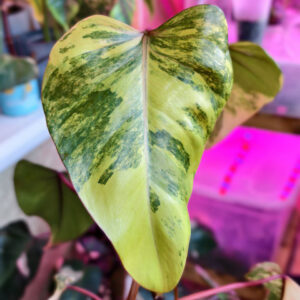 philodendron-erubescens-strawberry-shake-1 Philodendron erubescens ‘Strawberry Shake’