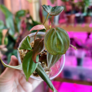 Philodendron hederaceum var. hederaceum (Micans)