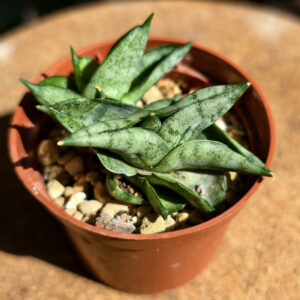 Sansevieria cylindrica 'Boncelensis  Dwarf'