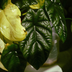 alocasia-sinuata Alocasia Sinuata